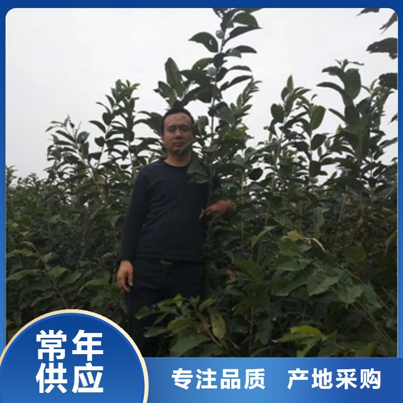 板栗苗_桃树苗可接急单