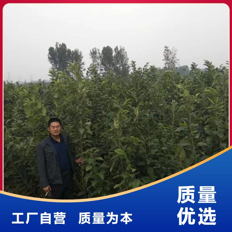 板栗苗【核桃苗】细节严格凸显品质