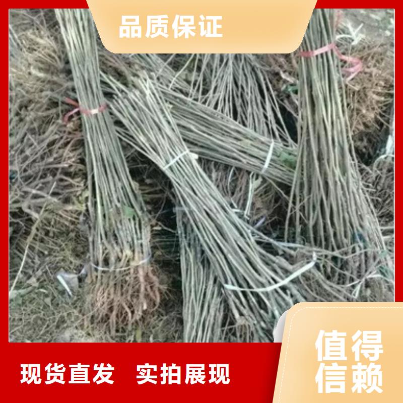 板栗苗梨树苗工艺精细质保长久