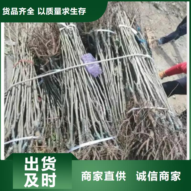 板栗苗梨树苗厂家货源