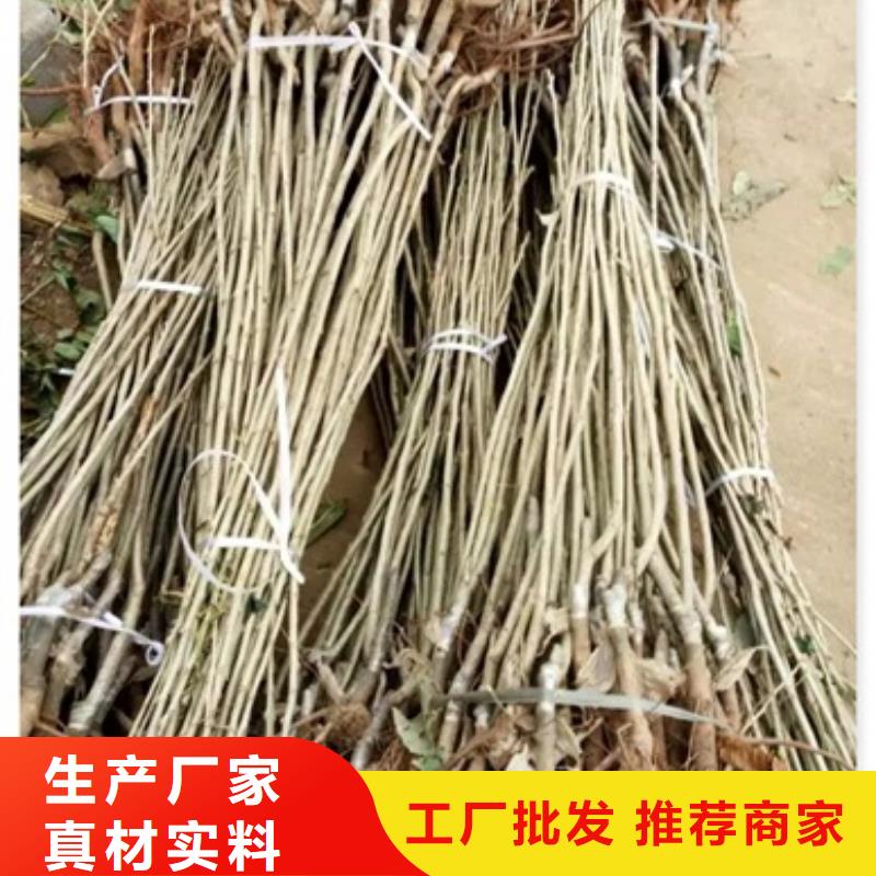 板栗苗桃树苗让客户买的放心