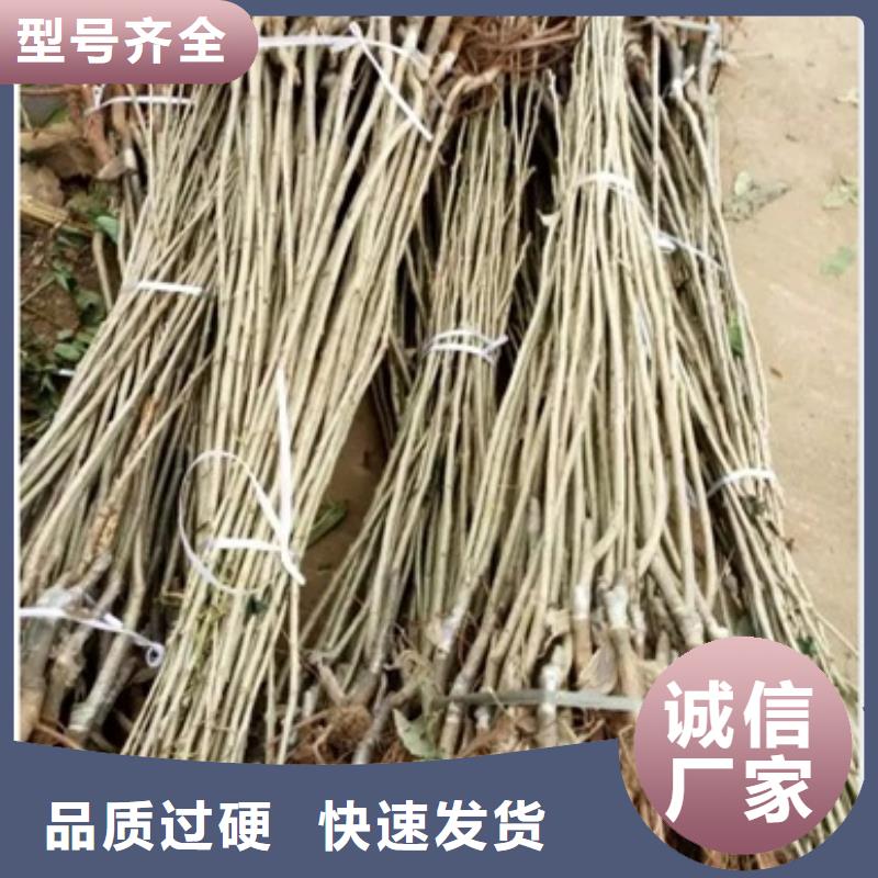 板栗苗李子苗货源足质量好