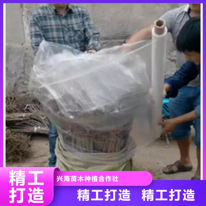 板栗苗货源直销