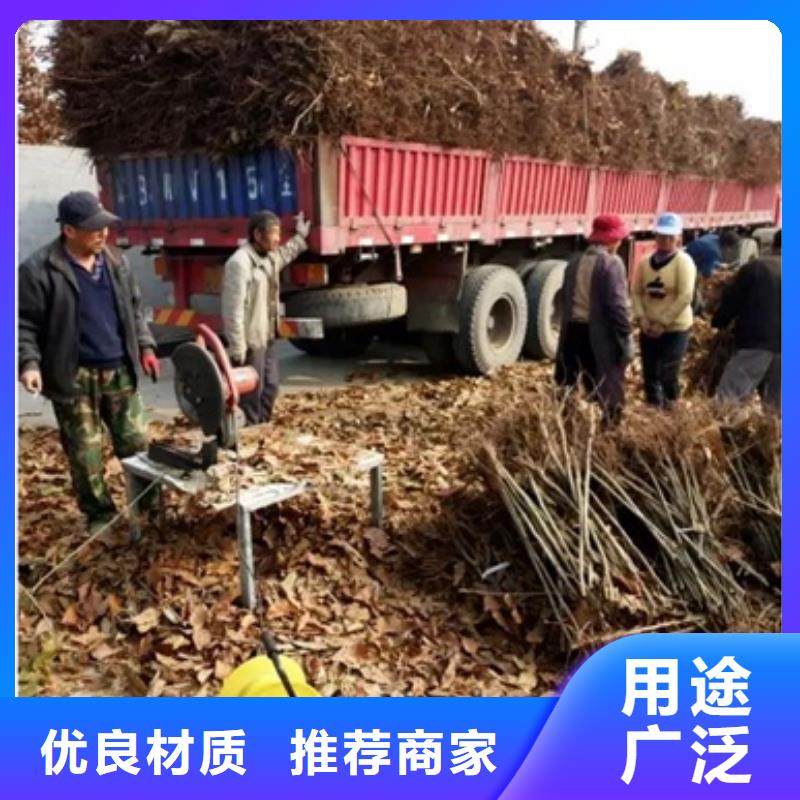 板栗苗_桃树苗可接急单