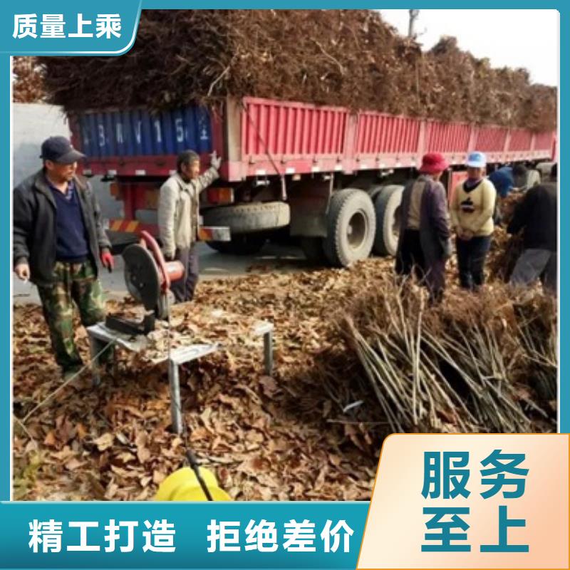 板栗苗梨树苗质量牢靠