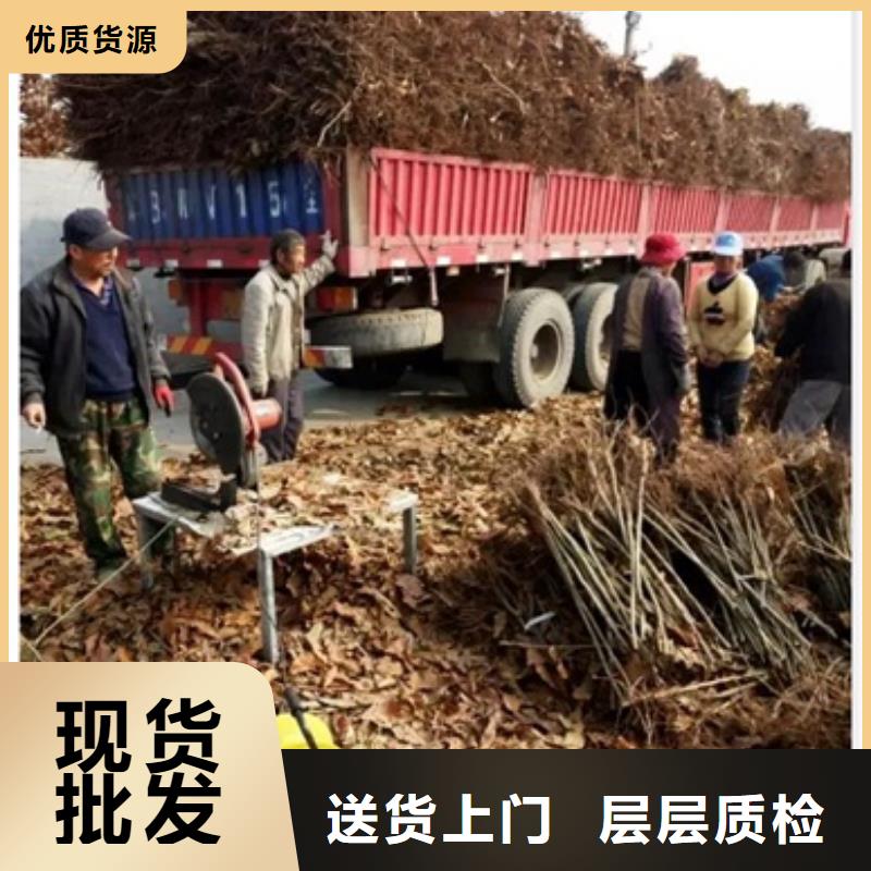 板栗苗_桃树苗丰富的行业经验