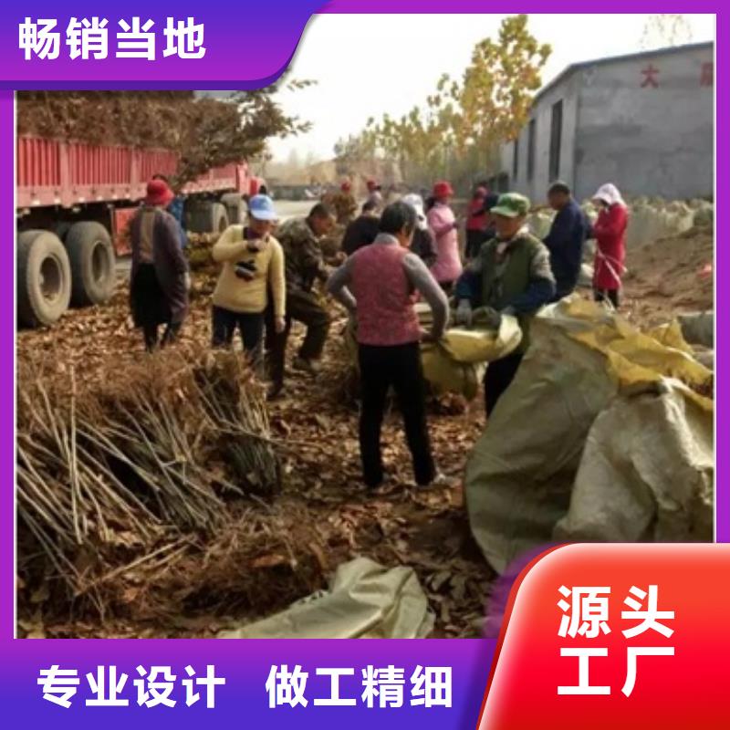 板栗苗梨树苗厂家货源