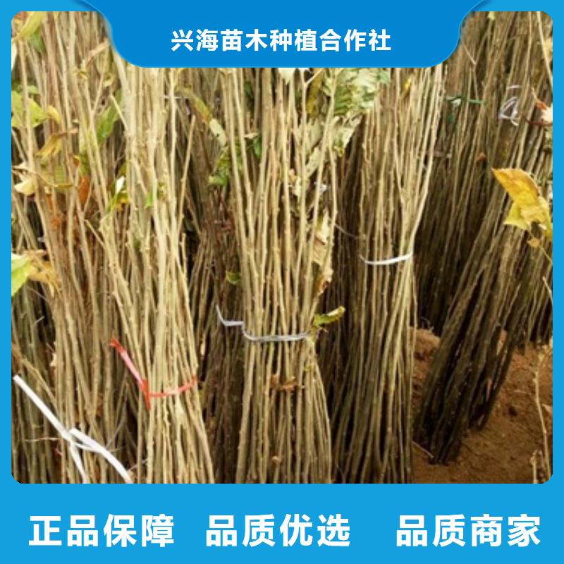 板栗苗_【桃树苗】快捷物流