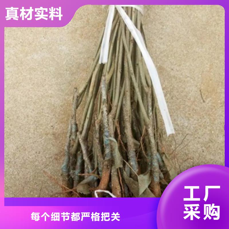 板栗苗梨树苗源头直供