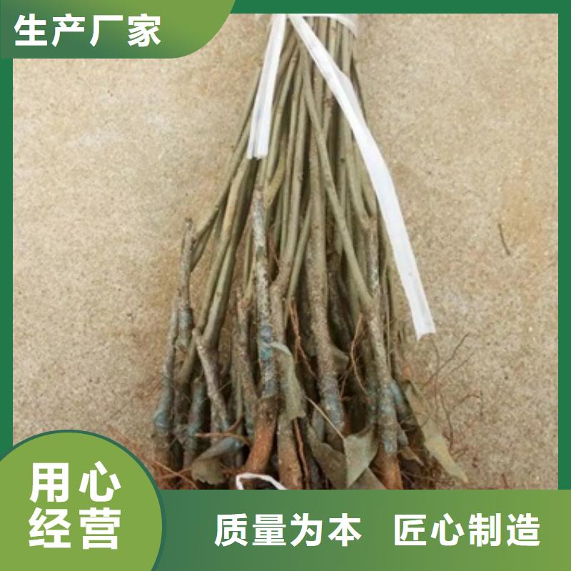 板栗苗_【桃树苗】快捷物流