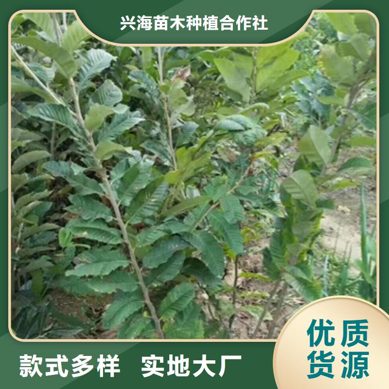 板栗苗_核桃苗送货上门