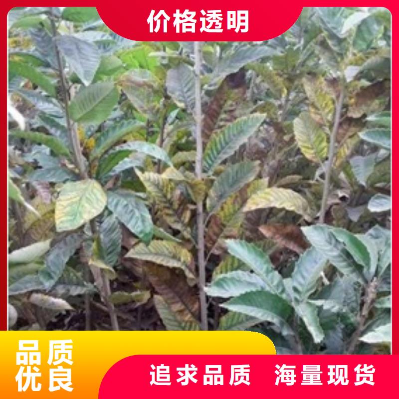 板栗苗货源直销