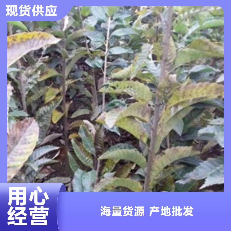 板栗苗货源直销
