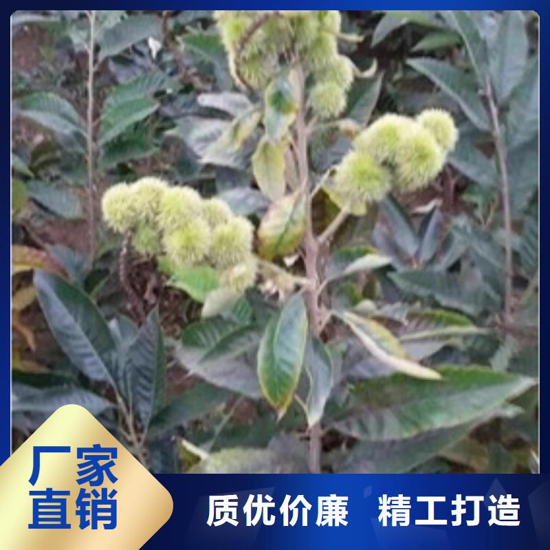 【板栗苗】_花椒苗品质无所畏惧