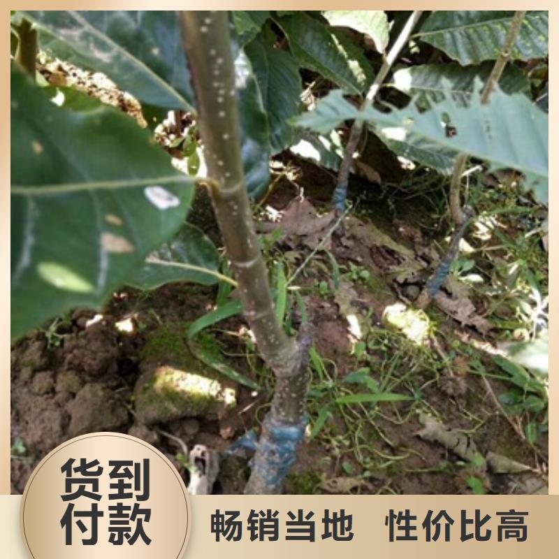 板栗苗_【桃树苗】快捷物流