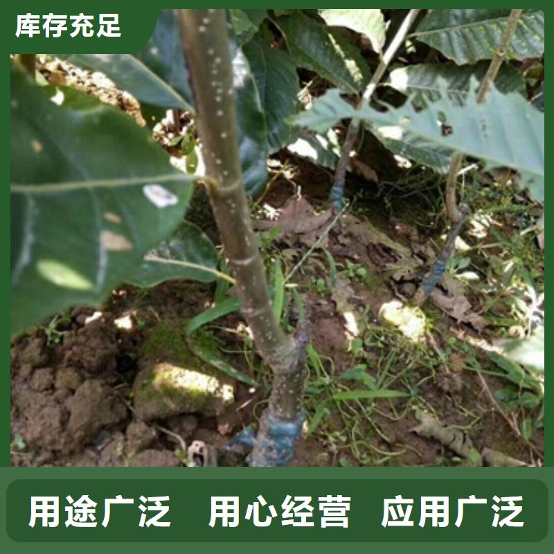 板栗苗梨树苗质量牢靠