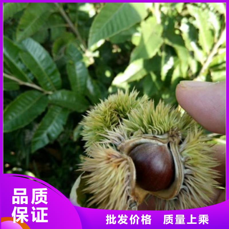 板栗苗梨树苗工艺精细质保长久