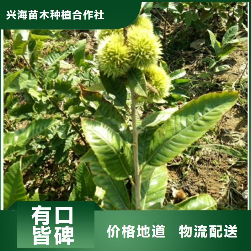 板栗苗梨树苗工艺精细质保长久