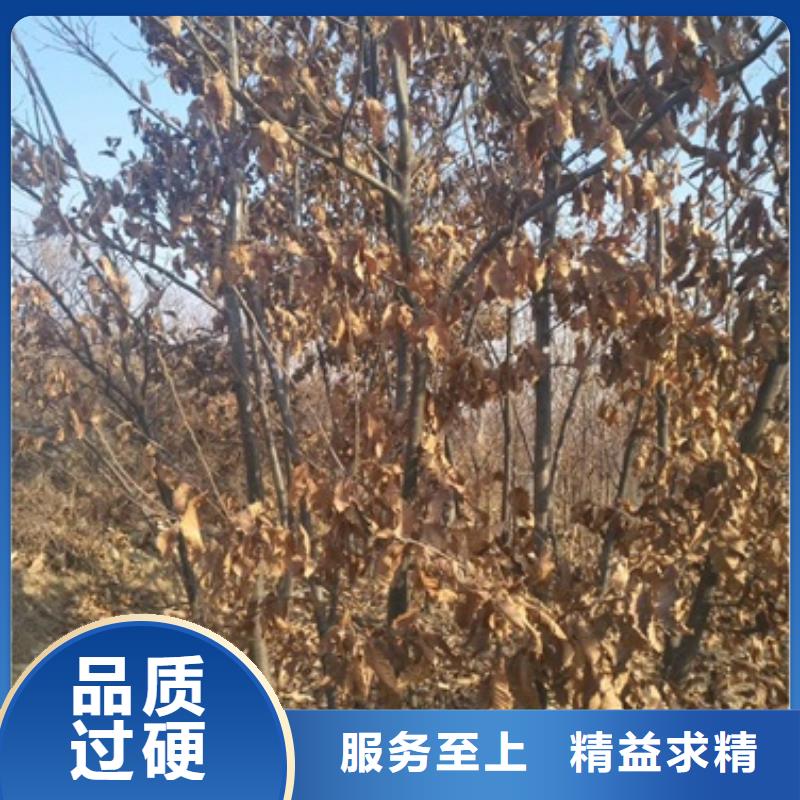 板栗苗核桃苗定制零售批发