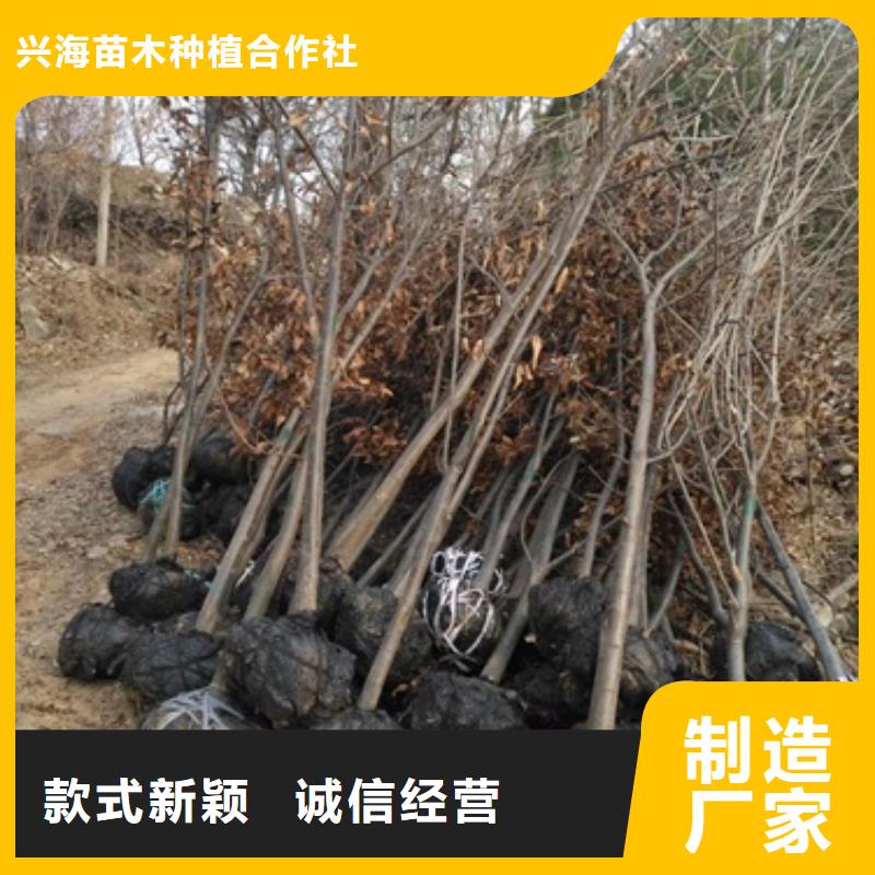 板栗苗李子苗专心专注专业