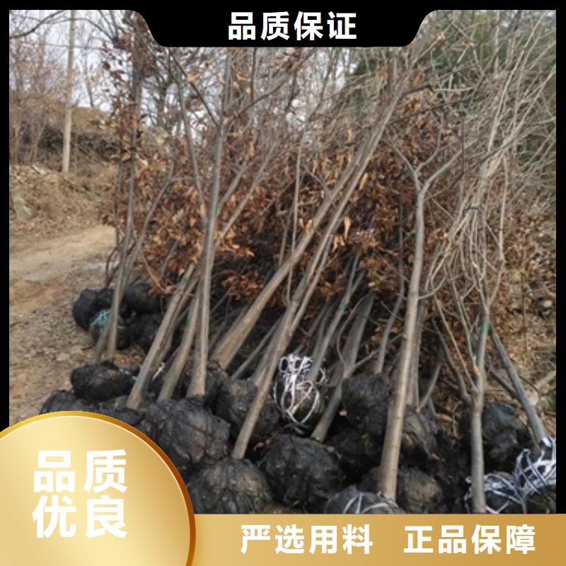 板栗苗梨树苗源头直供