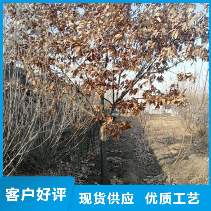 板栗苗桃树苗让客户买的放心