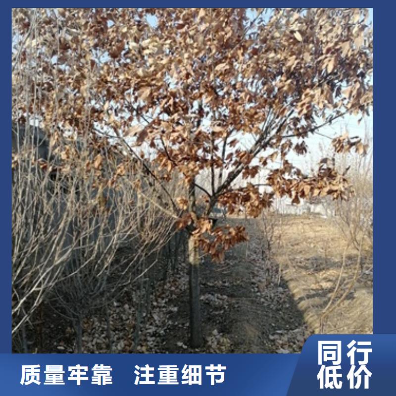 板栗苗梨树苗厂家货源