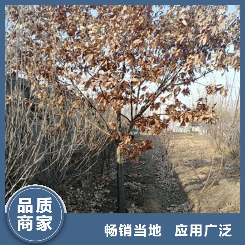 板栗苗【核桃苗】细节严格凸显品质