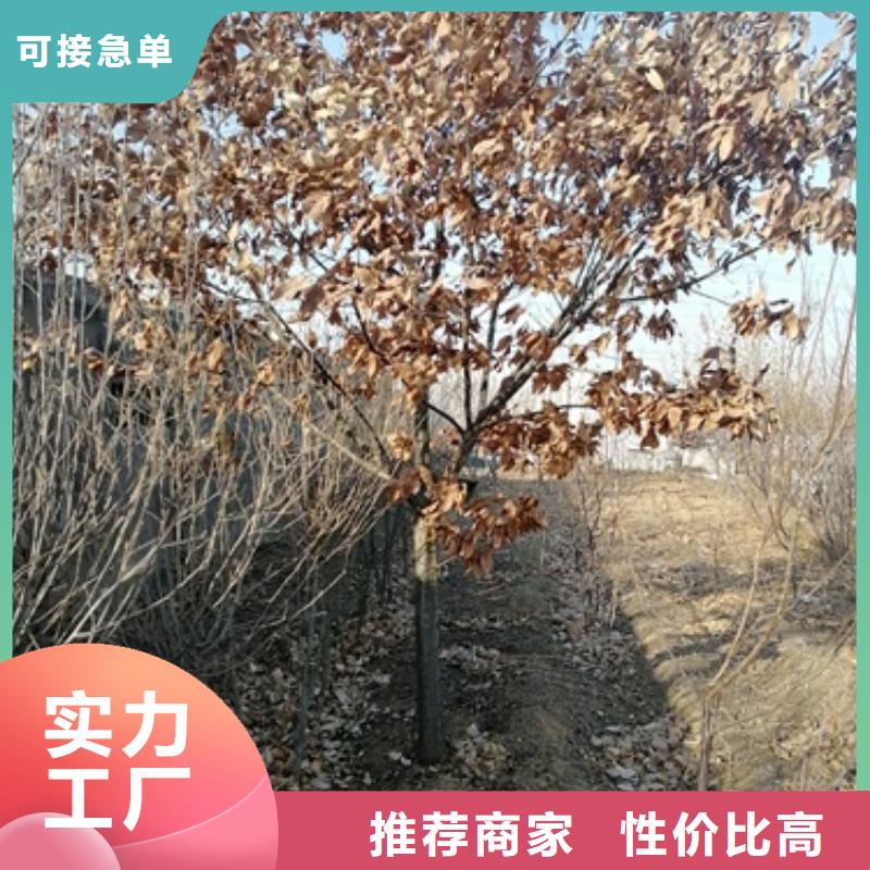 板栗苗核桃苗定制零售批发