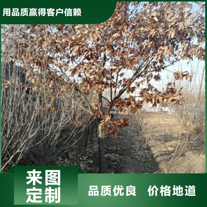 板栗苗梨树苗工艺精细质保长久