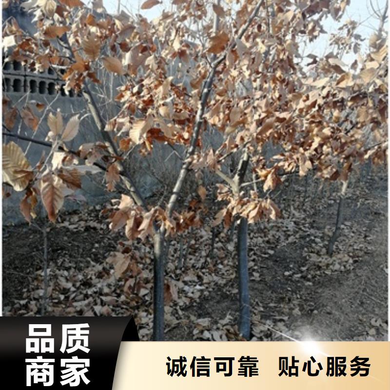 板栗苗_【桃树苗】快捷物流