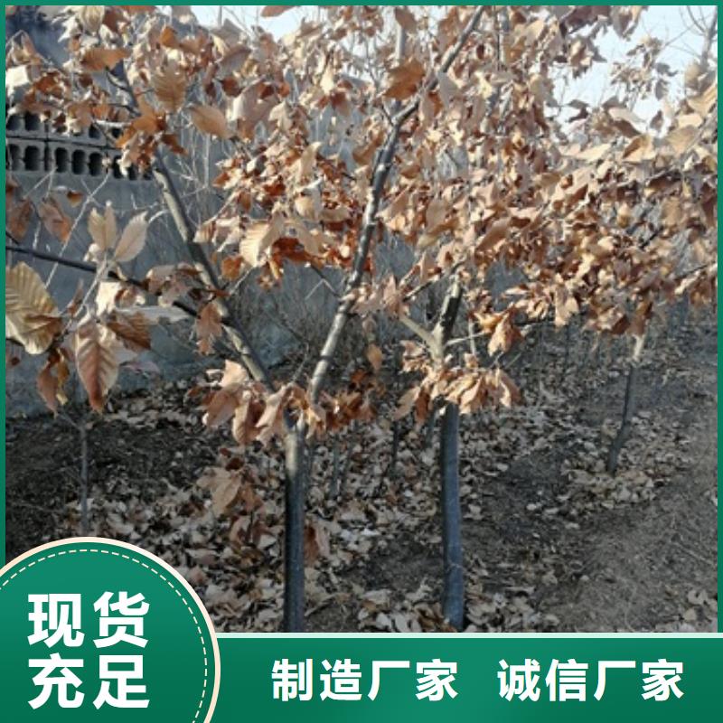 板栗苗【核桃苗】细节严格凸显品质