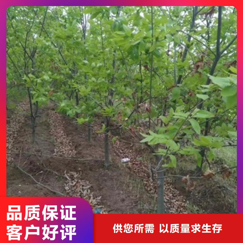 板栗苗梨树苗厂家货源