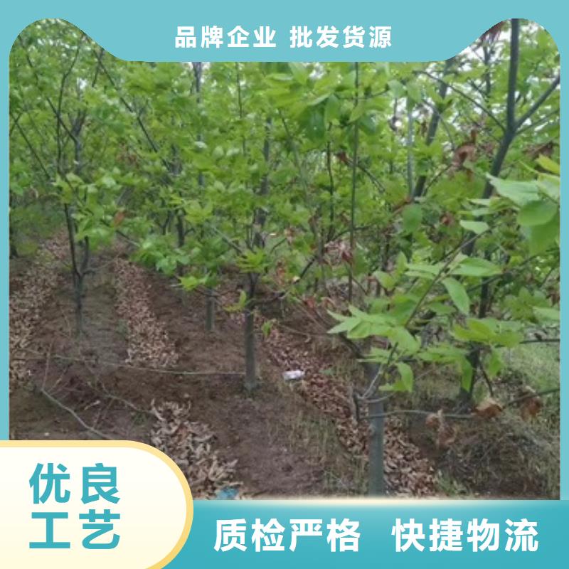 板栗苗_核桃苗送货上门