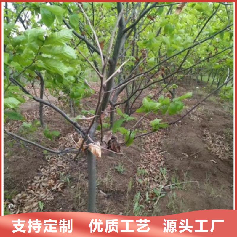 板栗苗梨树苗厂家货源