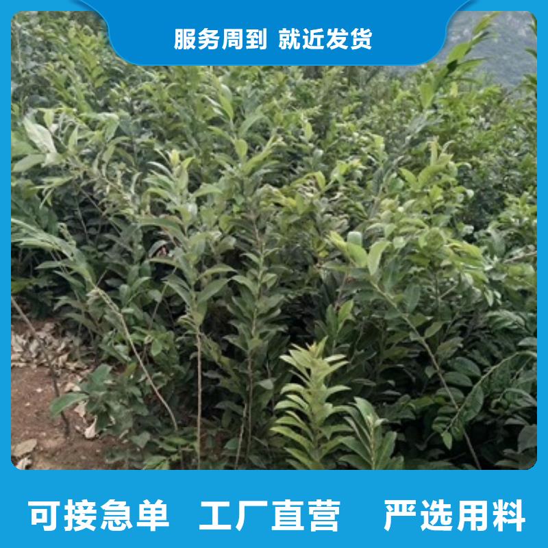 板栗苗李子苗货源足质量好