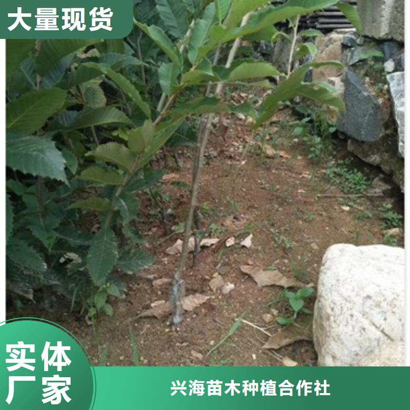 板栗苗李子苗货源足质量好