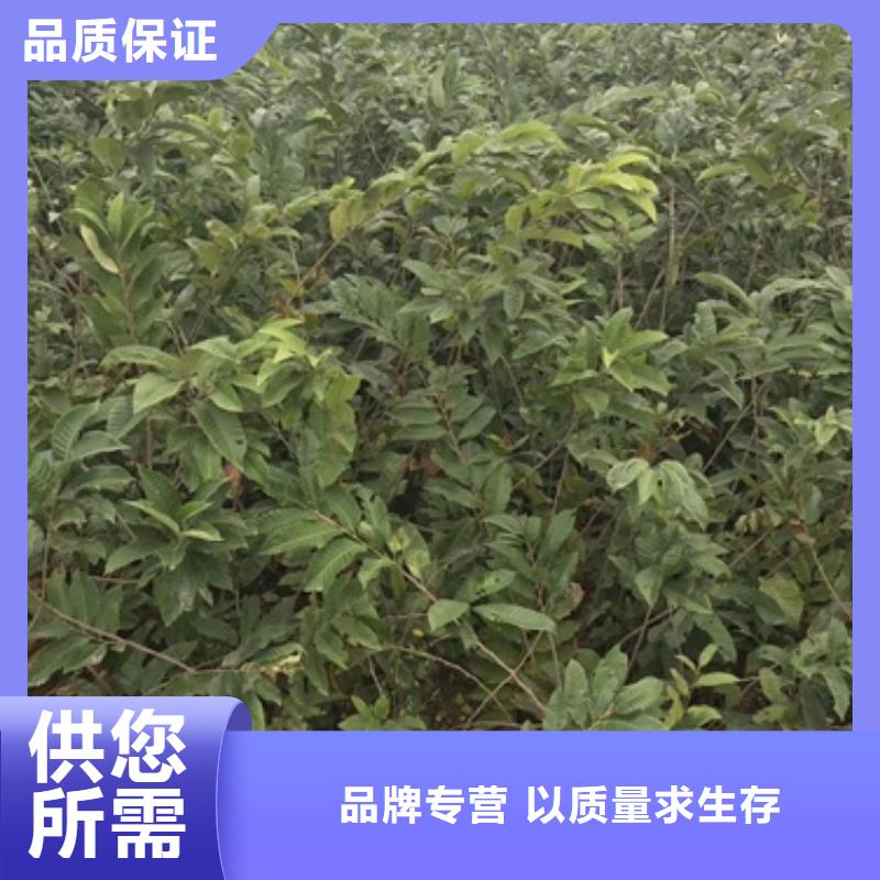 板栗苗李子苗货源足质量好