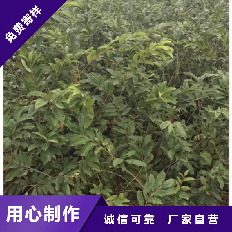 板栗苗梨树苗质量牢靠