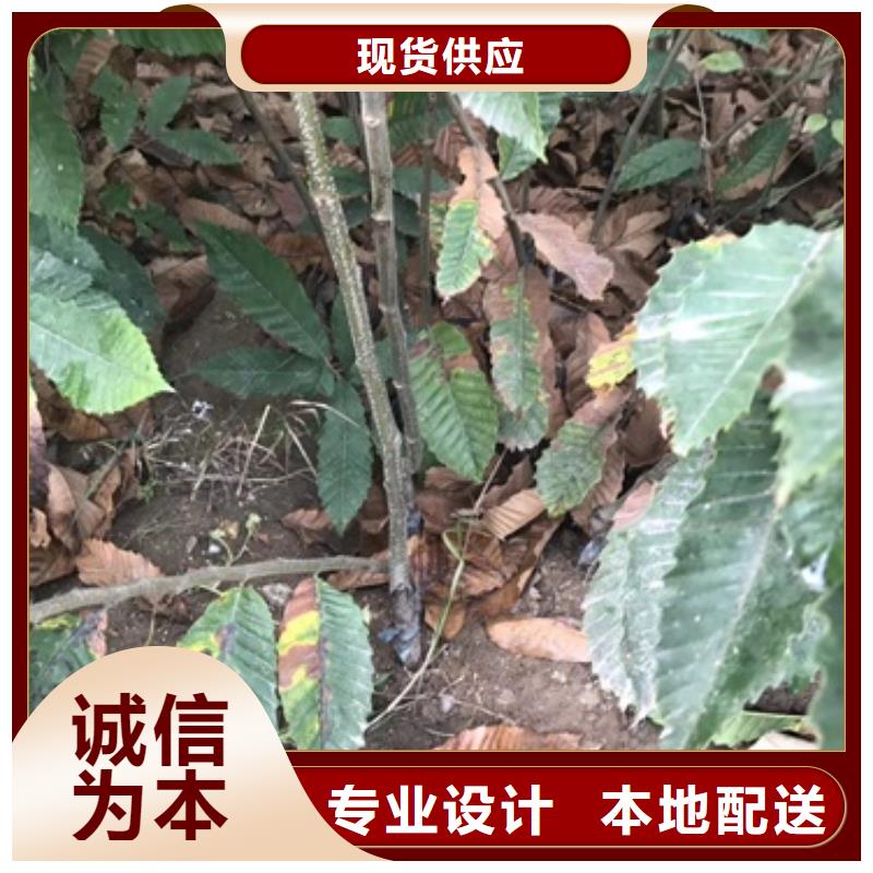板栗苗李子苗货源足质量好