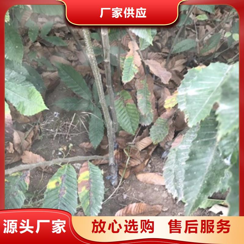 板栗苗李子苗货源足质量好