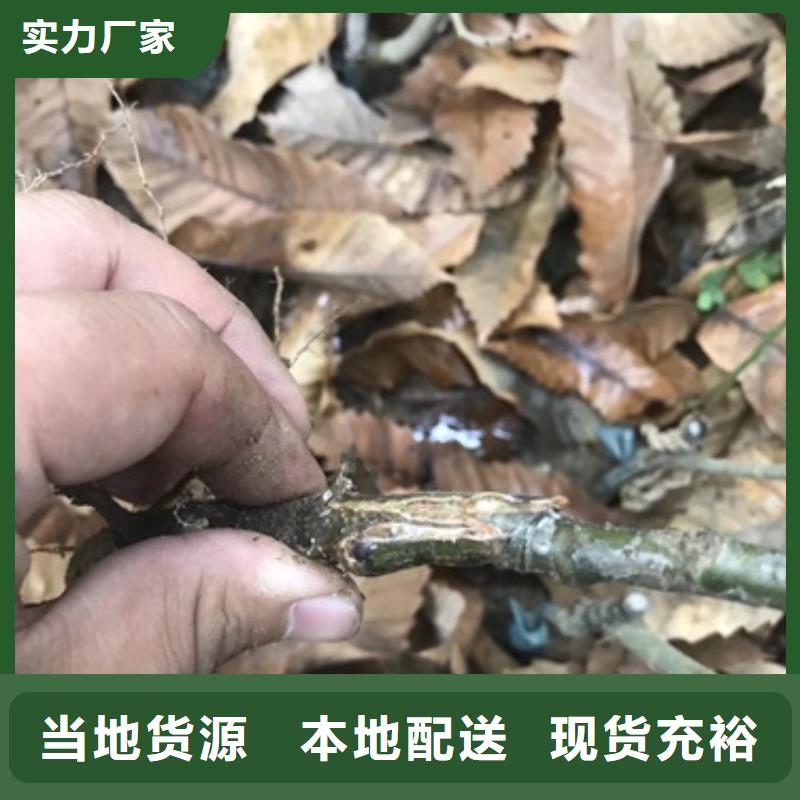 板栗苗_蓝莓苗定制速度快工期短