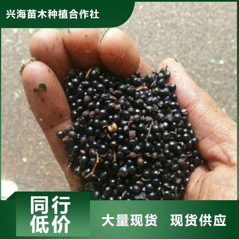 花椒苗苹果苗定制零售批发