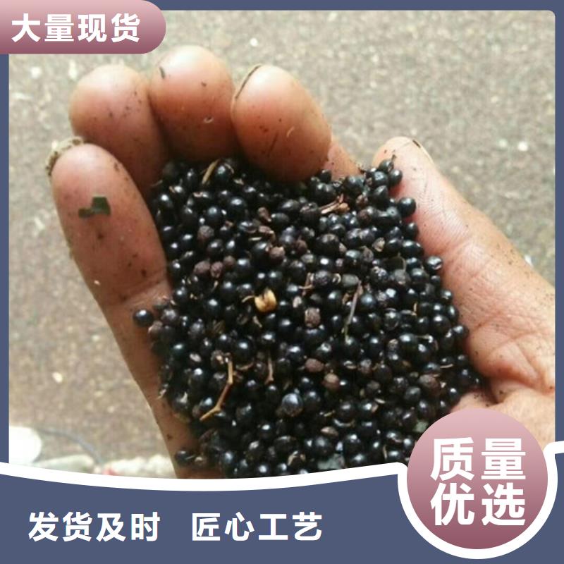 1公分大红袍花椒苗大红袍花椒苗资讯