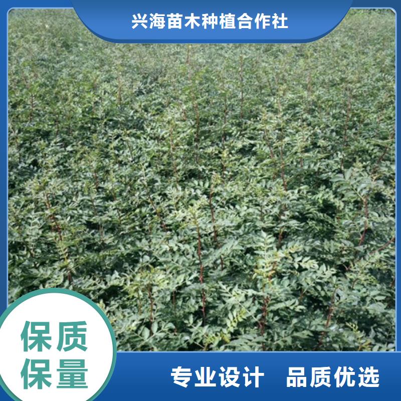 花椒苗板栗苗贴心服务