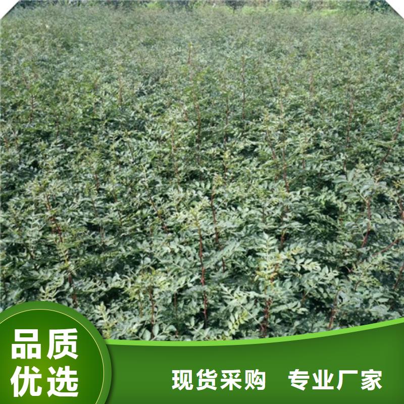 花椒苗板栗苗贴心服务