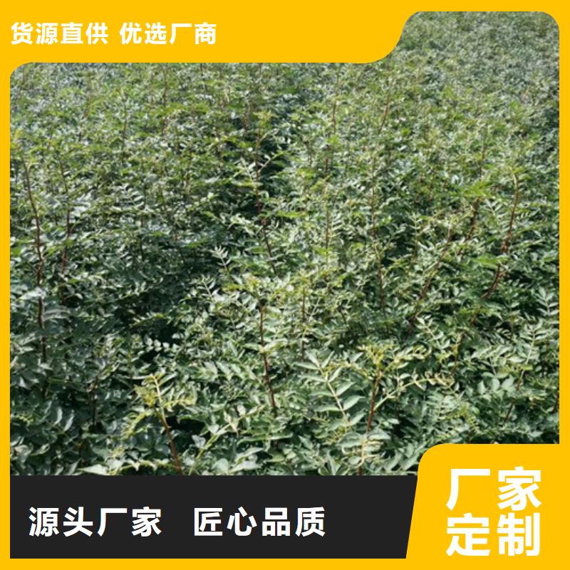 花椒苗梨树苗专注细节更放心