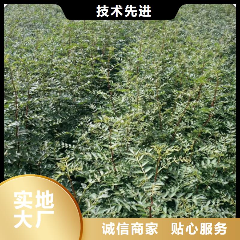 【花椒苗梨树苗厂家直销售后完善】