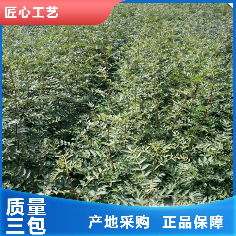 花椒苗苹果苗源厂供货