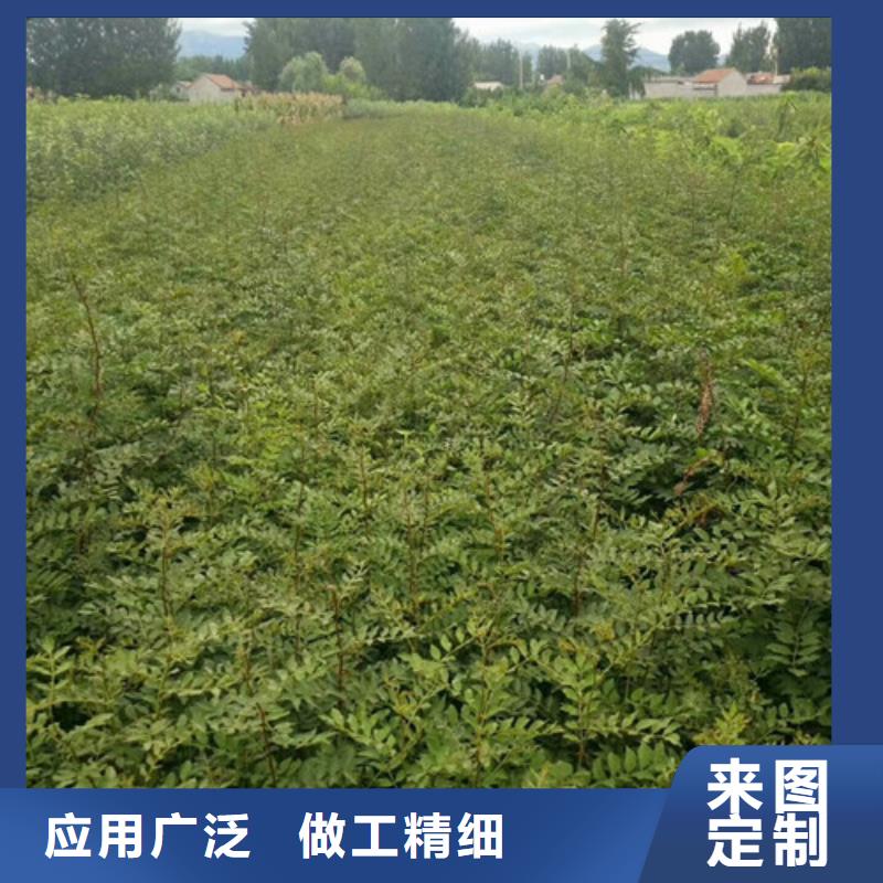 花椒苗_桃树苗联系厂家
